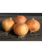 cebolla Olympic -plantel