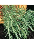 Romero - semillas no tratadas