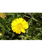 oriental chopsuey - Glebionis coronaria (semillas no tratadas)