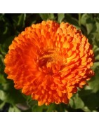 Caléndula Officinalis (Semillas no tratadas)