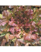 lechuga red salad bolw - semillas no tratadas