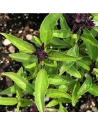 Albahaca tailandesa Reina de Siam (semillas no tratadas)