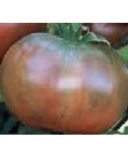 tomate cherokee chocolate (plantel ecológico)