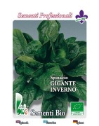 espinaca gigante de invierno - semillas ecológicas
