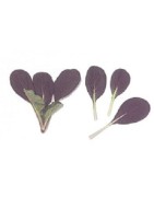 semillas de komatsuna roja F1