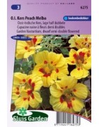 capuchina Peach Melba (Tropaeolum majus nanun)