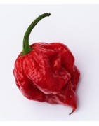pimiento Carolina reaper