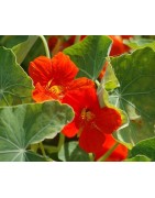 capuchina Mix - semillas no tratadas