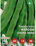 judía marconi grano negro (Coco Noir Starazogorski) - semillas ecologicas