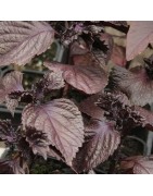 semillas de perilla roja - shiso  (Perilla frutescens) - no tratadas