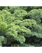 Kale Halbhoher Grüner Krauser - sin tratamiento