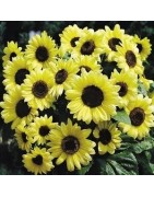 Girasol San Valentín - semillas no tratadas