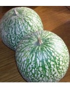 calabaza cabello de ángel (cidra) semillas ecológicas