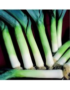 Puerro Autumn Mammoth 2 Hannibal (Semillas no tratadas)