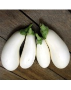 berenjena huevos blancos - semillas no tratadas