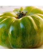 tomate charlie green (Semillas no tratadas)