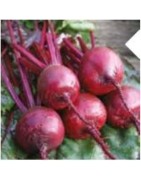 remolacha detroit 2 Supreme