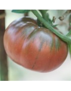 tomate negro de Tula - semillas sin tratamiento