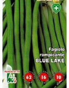 judia blue lake (semillas ecológicas)