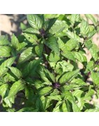 albahaca canela - semillas ecológicas