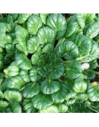 Col china plana / Tatsoi (semillas no tratadass)