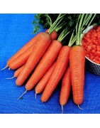 zanahoria rothild (semillas no tratadas)