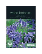 agapantos (agapanthus africanus)