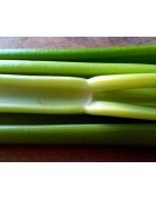 apio del pais - semillas ecológicas