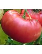 tomate mortgage lifter