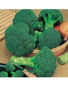 Brocoli Calabrese Waltham (Semillas no tratadas)