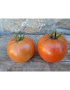 Tomate Burbank - semillas no tratadas