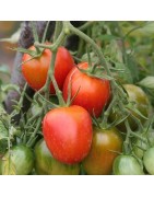 tomate de Barao - semillas ecológicas
