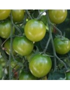 tomate Sungreen - cherry verde F1