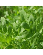 rucula cultivada (semillas no tratadas)