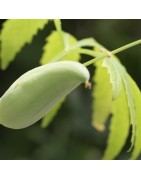 caigua - Cyclanthera edulis (semillas ecológicas)