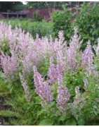 salvia romana - semillas ecológicas