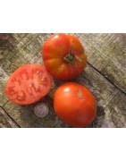 tomate Aurora (semillas ecológicas)