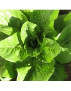 Lechuga Paris Island  cos - semillas no tratadas