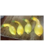 calabacin patos (semillas ecológicas)