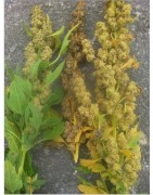 quinoa shelly 25 (semillas ecológicas)