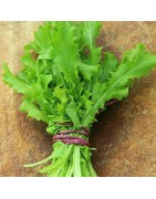 Escarola Romanesca