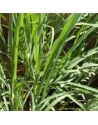 citronela (Cymbopogon flexuosus) - semillas no tratadas