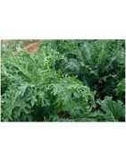 semillas ecologicas de col espigall