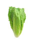 lechuga Romana Parris Island cos semillas ecológicas Naturnoa