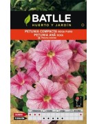 petunia compacta rosa puro