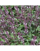 albahaca Indonesia - semillas ecológicas