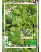 achicoria Zuccherina di Trieste - semillas ecológicas