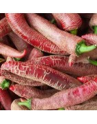 Chile elefant - semillas no tratadas