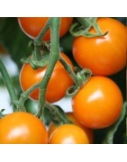 tomate Sungold - cherry naranja F1 - semillas no tratadas