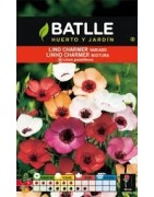 Lino charmer variado